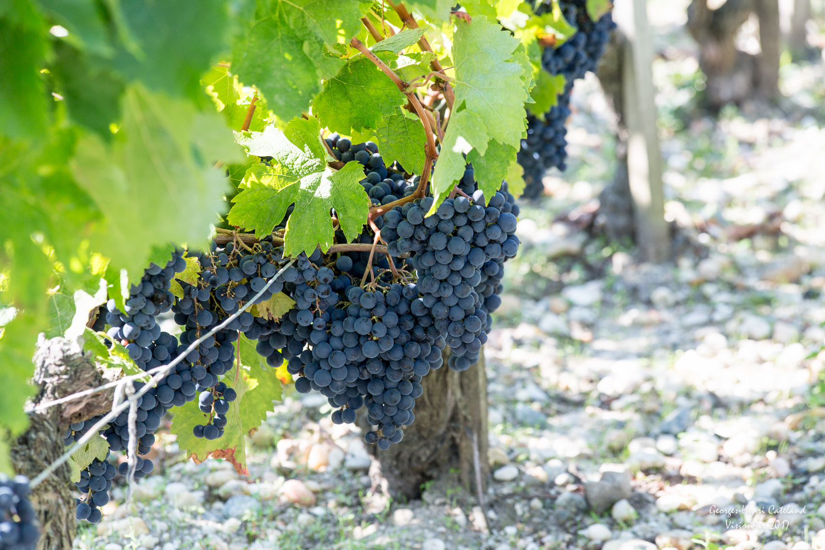 La fin des vendanges ! 